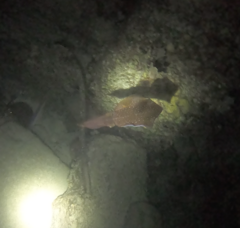 Sepioteuthis sepioidea