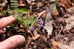 Polemonium reptans