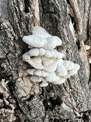 Schizophyllum commune