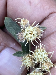 Baccharis sordescens