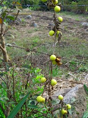 Solanum myriacanthum
