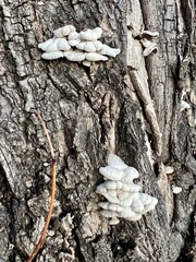 Schizophyllum commune