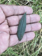 Baccharis sordescens