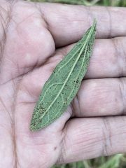 Baccharis sordescens