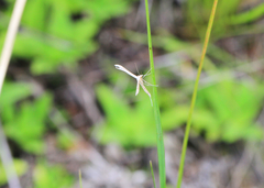 Hellinsia homodactylus