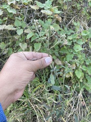 Baccharis sordescens