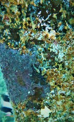 Helcogramma decurrens