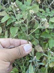 Baccharis sordescens