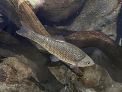 Tagus Chub photo 2