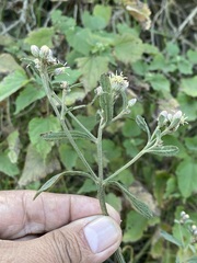 Baccharis sordescens