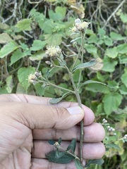 Baccharis sordescens