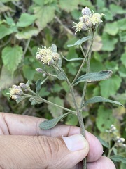 Baccharis sordescens