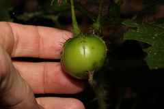 Solanum ditrichum