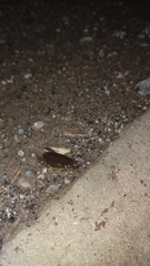 Elachistocleis bicolor