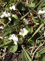 Viola macloskeyi