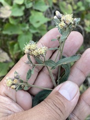 Baccharis sordescens