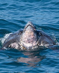 Dermochelys coriacea