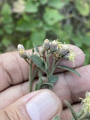 Baccharis sordescens