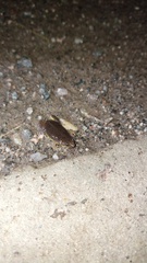 Elachistocleis bicolor