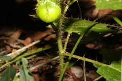 Solanum ditrichum