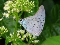 Pseudolycaena damo