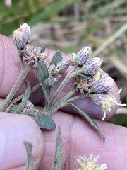 Baccharis sordescens