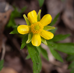 Ranunculus hispidus