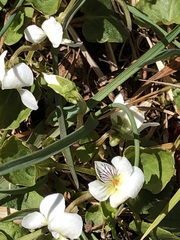 Viola macloskeyi