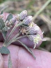 Baccharis sordescens
