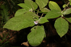 Solanum densevestitum