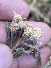 Baccharis sordescens