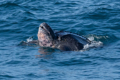 Dermochelys coriacea