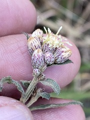 Baccharis sordescens