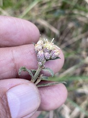 Baccharis sordescens