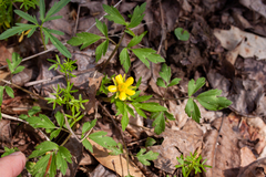 Ranunculus hispidus