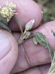 Baccharis sordescens