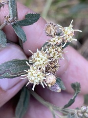 Baccharis sordescens