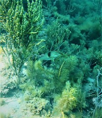 Notolabrus tetricus