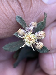 Baccharis sordescens