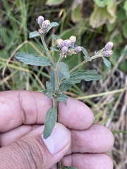 Baccharis sordescens