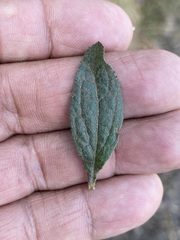 Baccharis sordescens