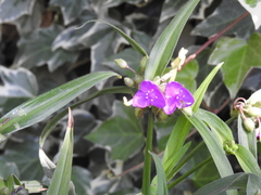 Tradescantia gigantea