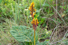 Palicourea rigida