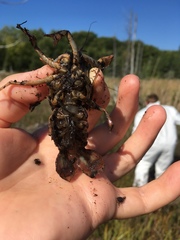 Lacunicambarus nebrascensis