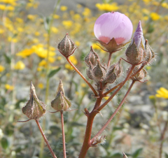 Eremalche rotundifolia