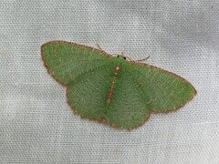 Eucyclodes metaspila