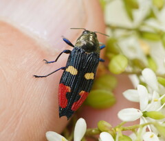Castiarina insignis