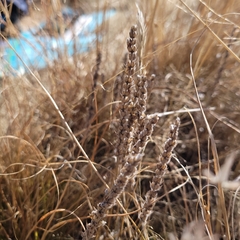 Plantago patagonica