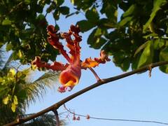 Myrmecophila tibicinis