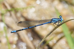 Argia variegata